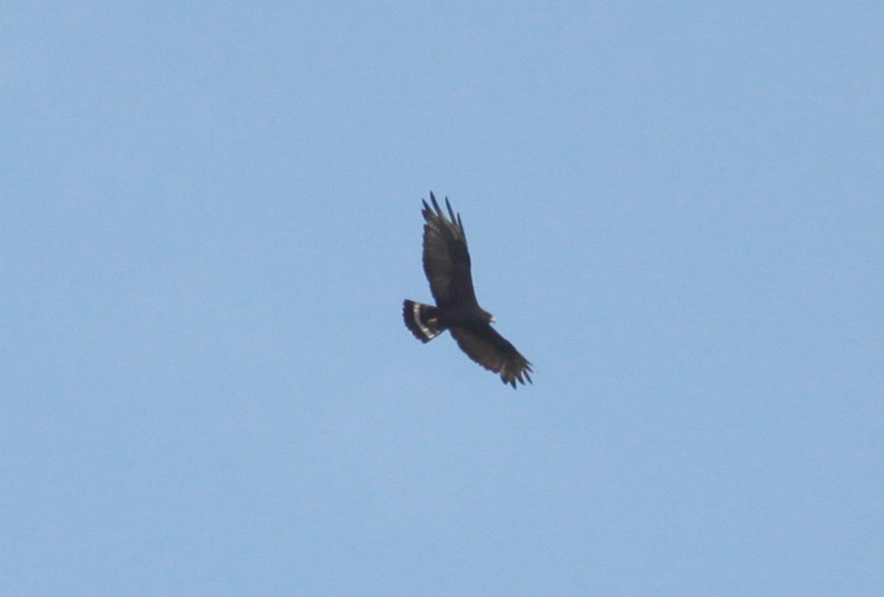 Zone-tailed Hawk