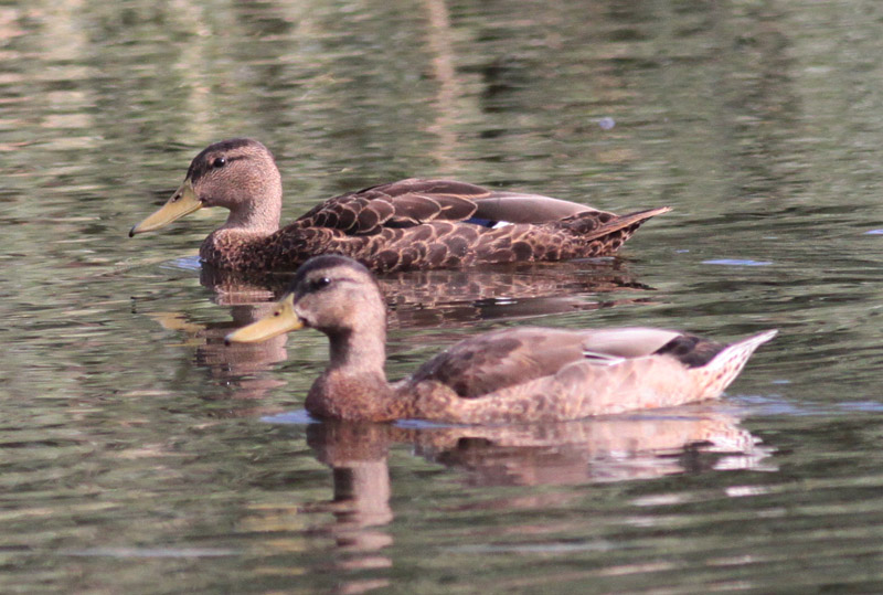 Mallards (Mexican in rear)