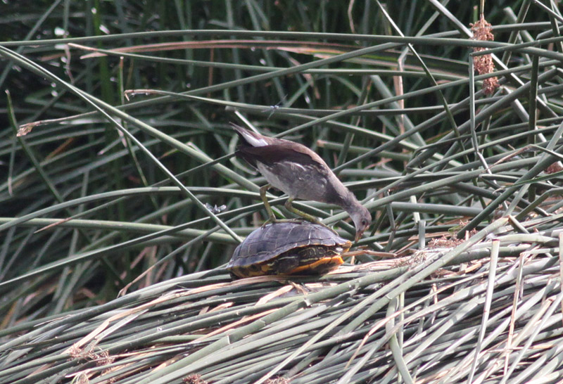 Common Moorhen