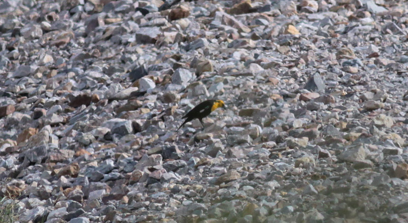 Yellow-headed Blackbird