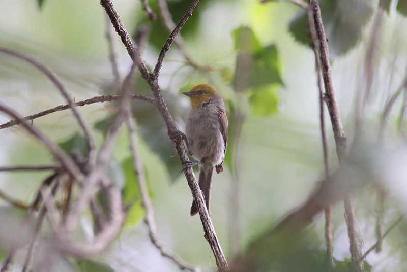 Verdin