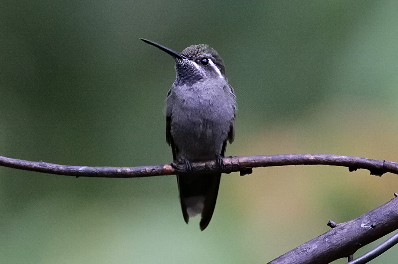 Blue-throated Hummingbird