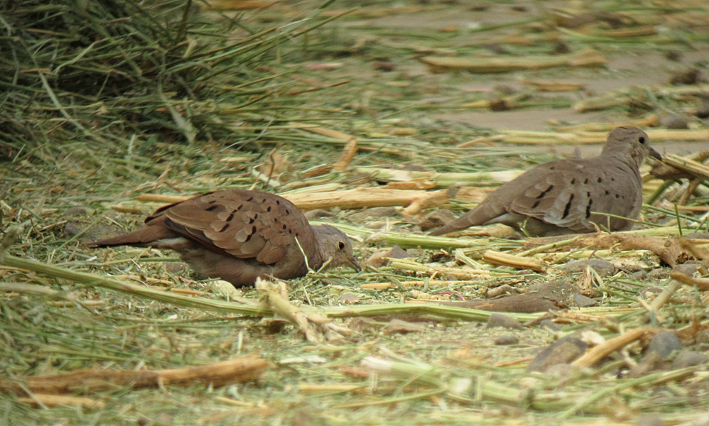 Ruddy Ground-Doves