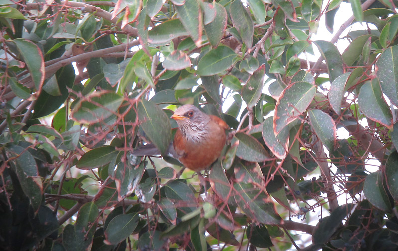 Rufous-backed Robin