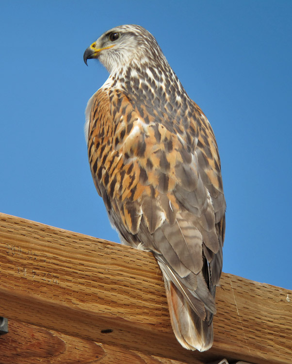 Ferruginous Hawk