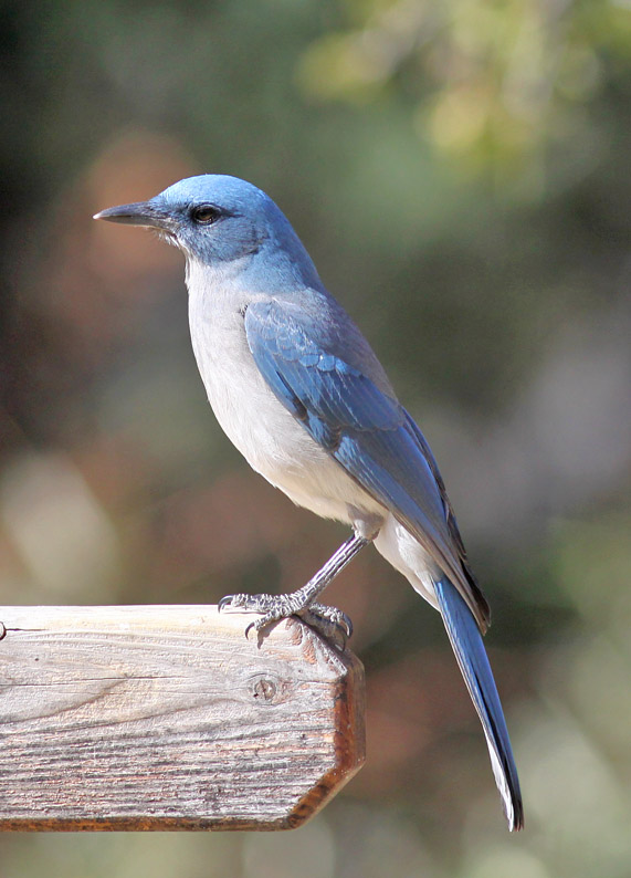 Mexican Jay