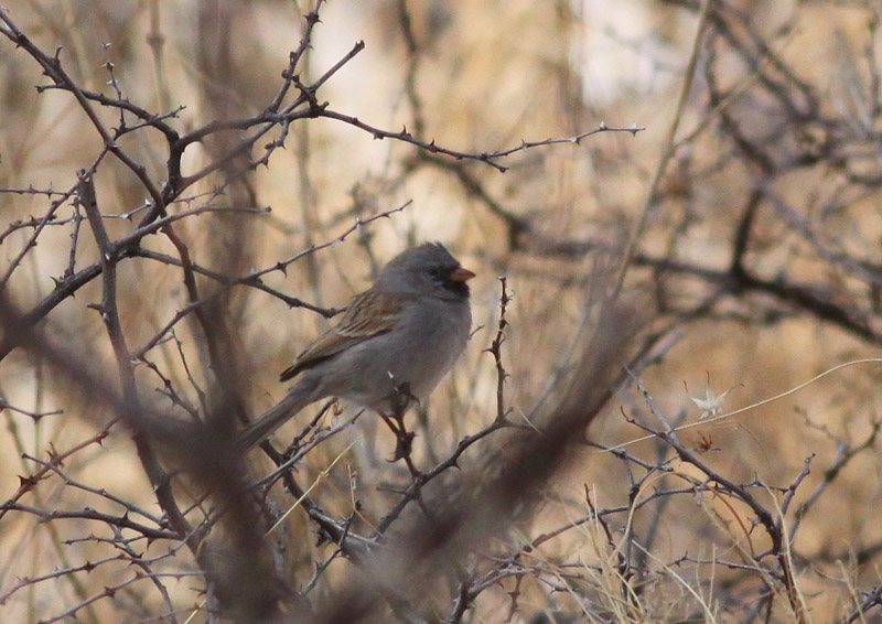 Black-chinned Sparrow