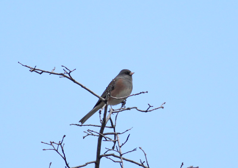 Dark-eyed (Pink-sided) Junco