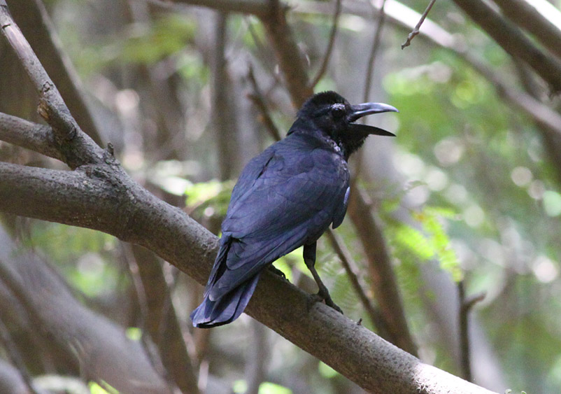 Large-billed Crow