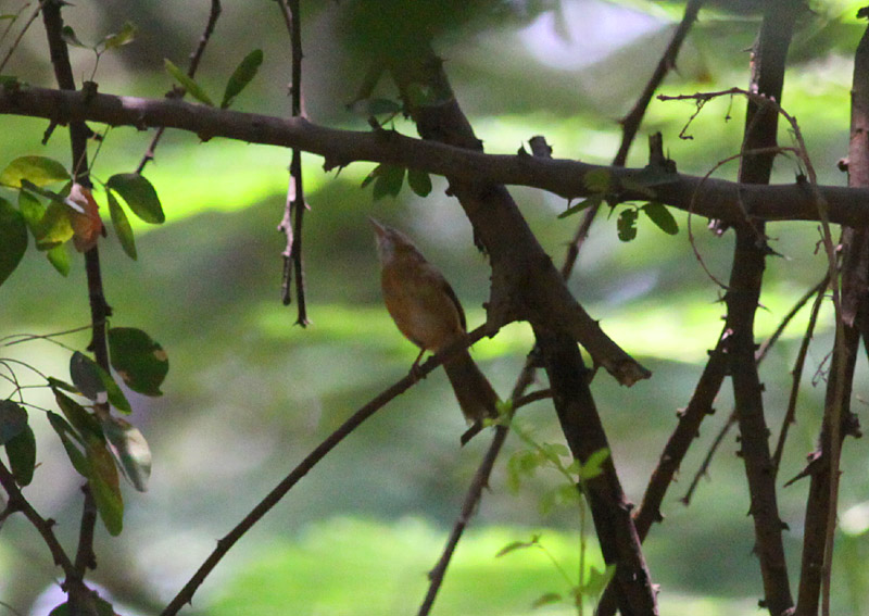 Tawny-bellied Babbler