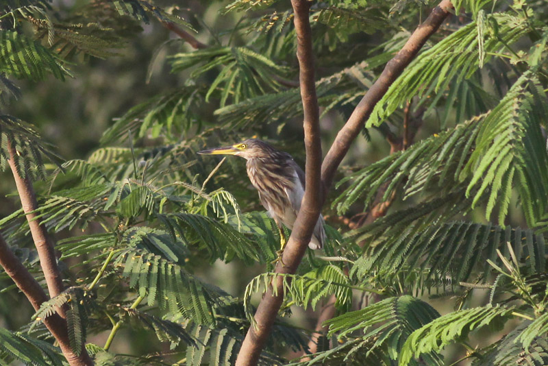 Indian Pond Heron