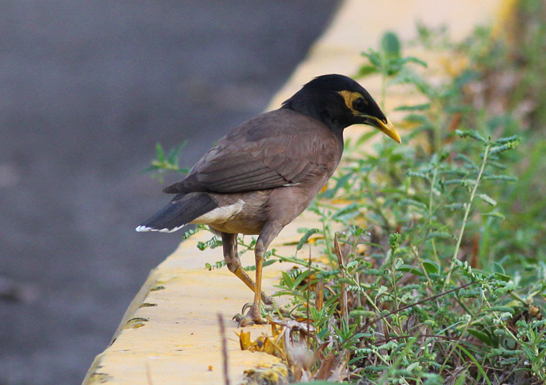 Common Myna