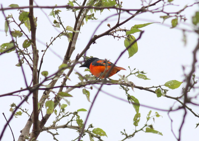 Scarlet Minivet