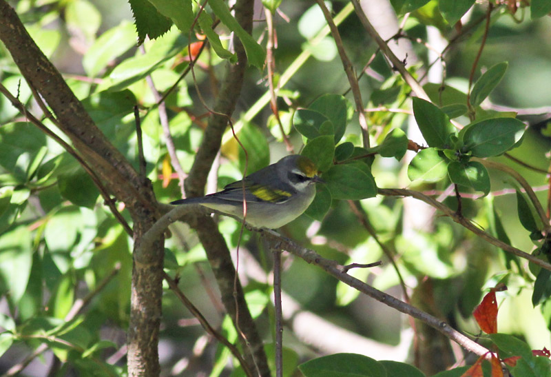 Golden-winged Warbler