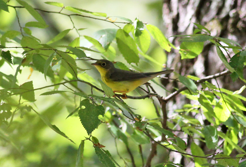 Canada Warbler