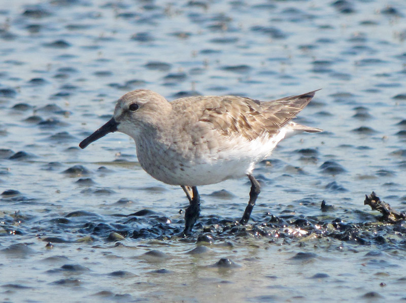 White-rumped Sandpiper