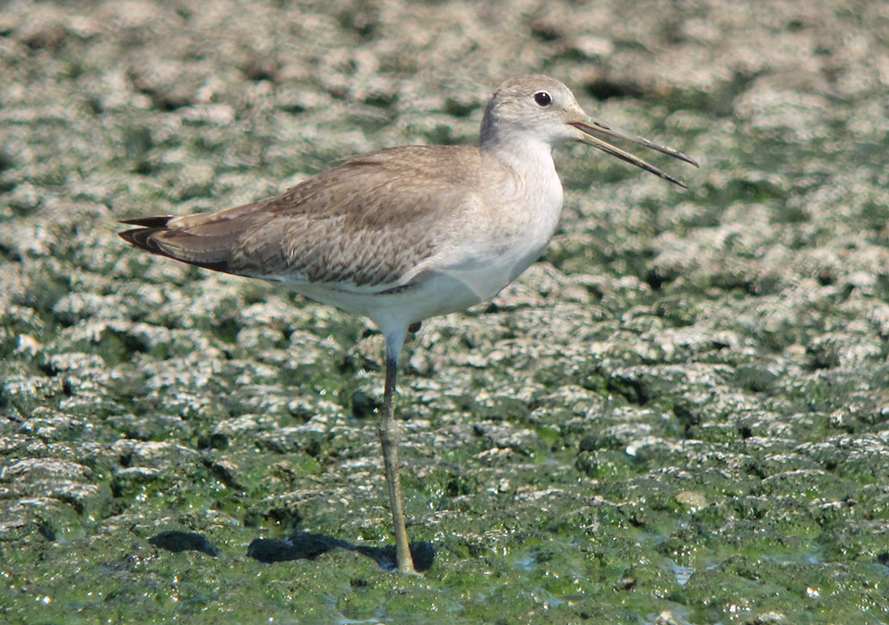 (Western) Willet