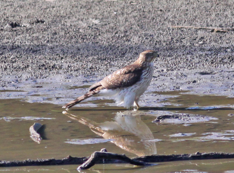 Coopers Hawk