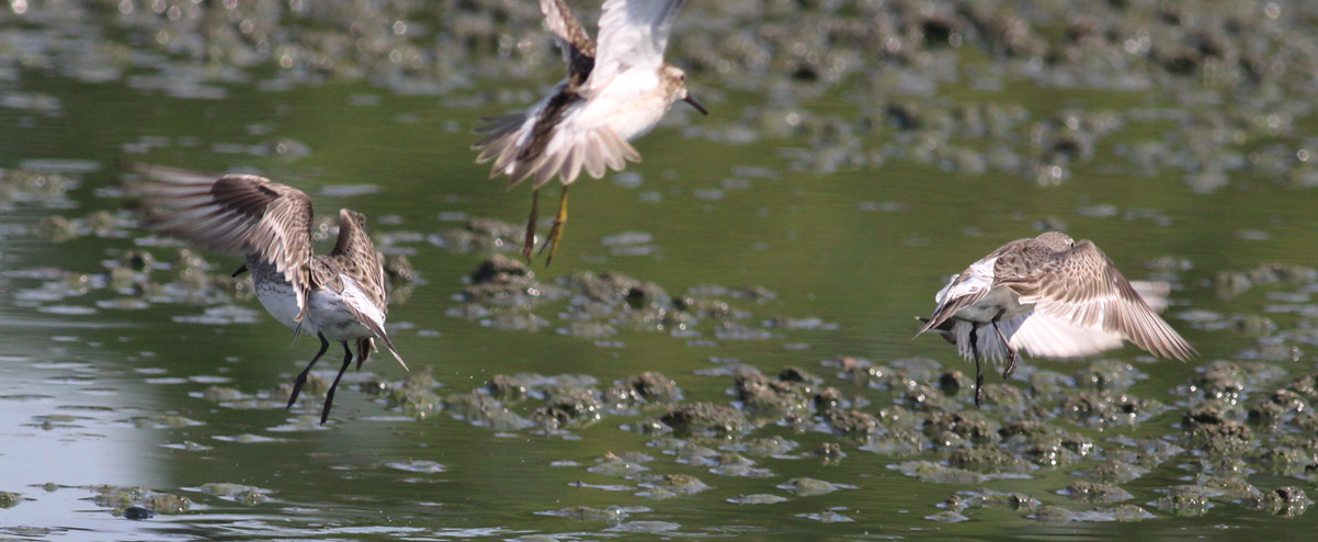White-rumped Sandpiper