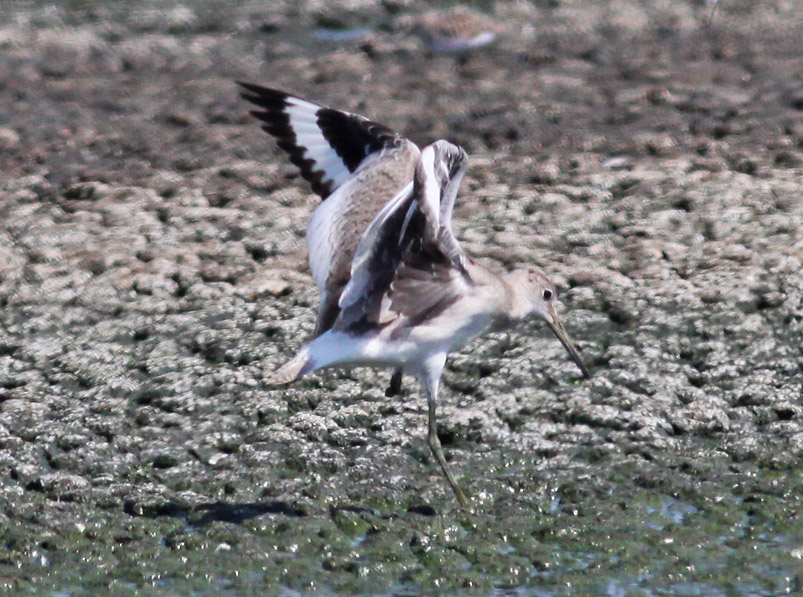 (Western) Willet