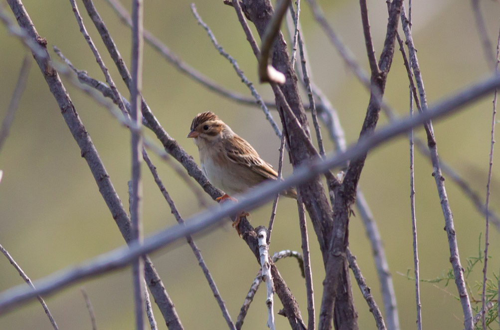 Clay-colored Sparrow