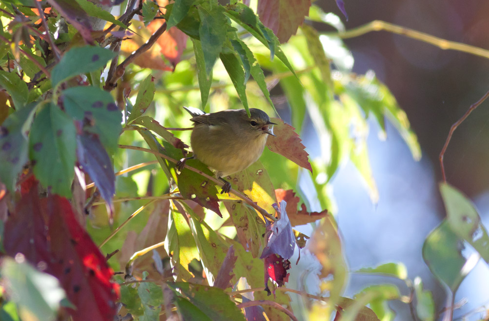 Orange-crowned Warbler