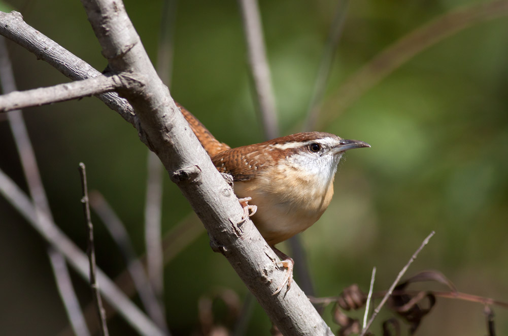 Carolina Wren