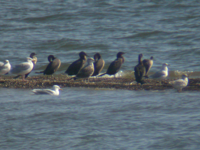 Lesser Black-backed Gull