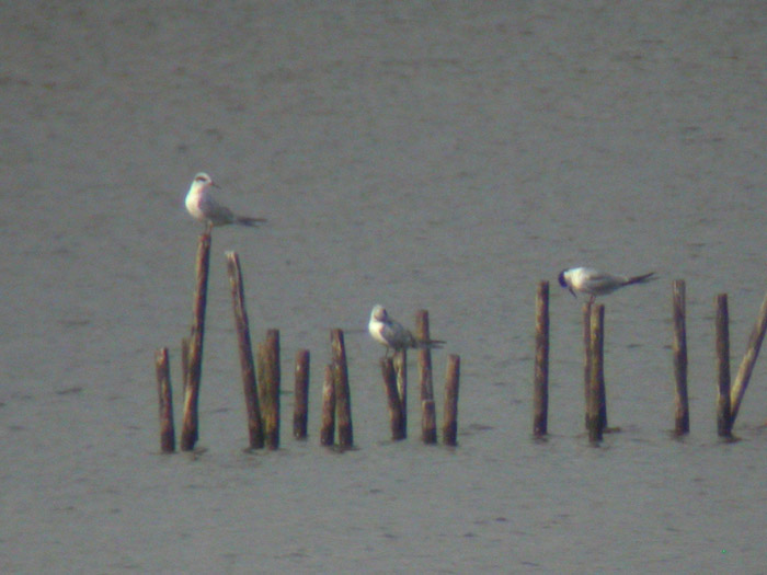 Forsters & Common Terns