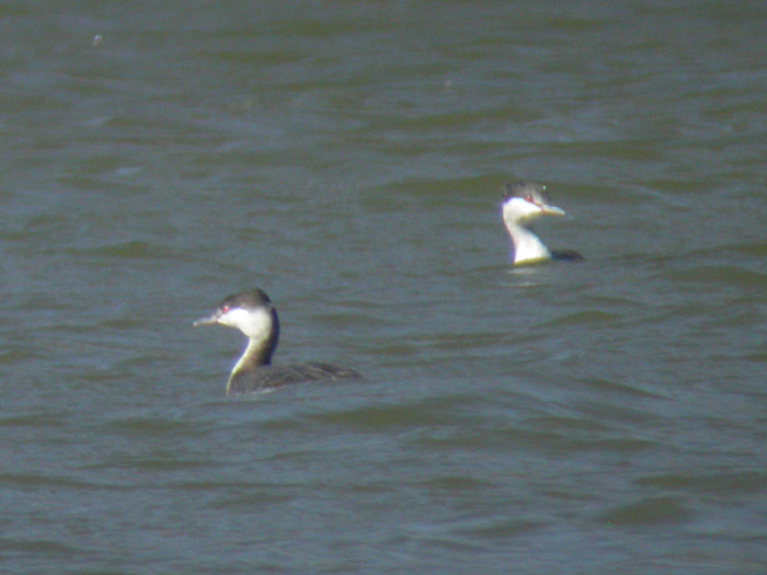 Horned Grebe