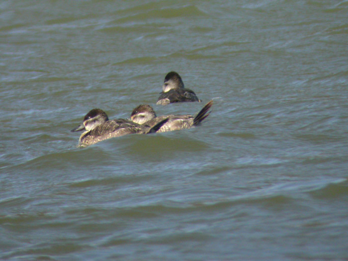 Ruddy Ducks