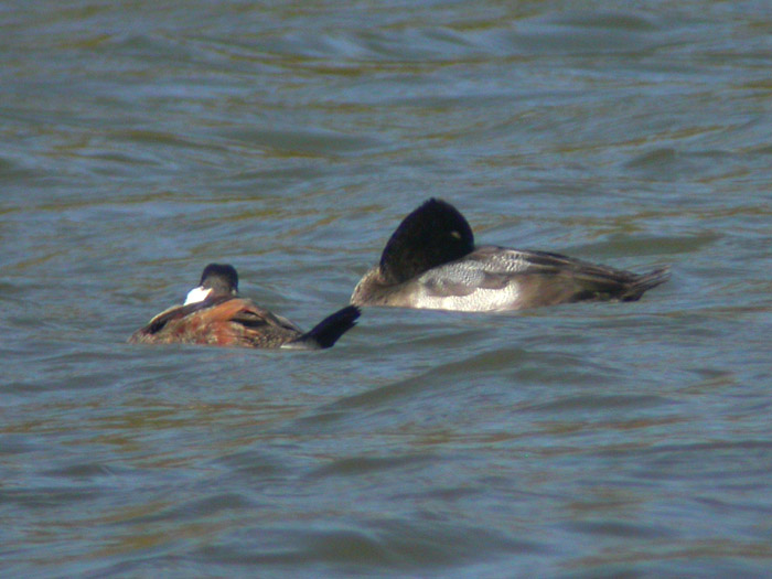 Ruddy Duck & Lesser Scaup