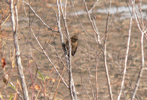 Rusty Blackbird