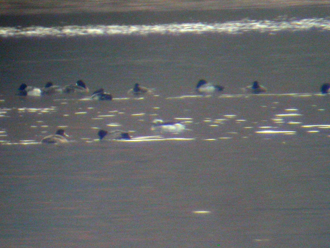Long-tailed Duck