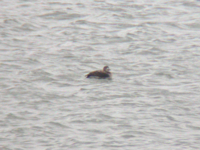 Long-tailed Duck