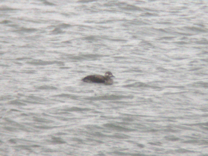 Long-tailed Duck