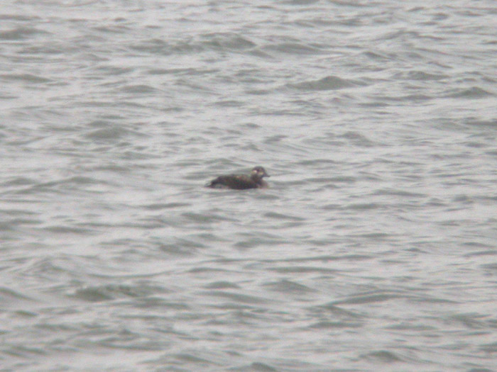 Long-tailed Duck