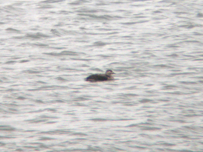 Long-tailed Duck