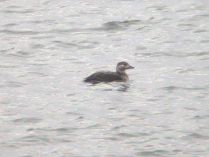 Long-tailed Duck