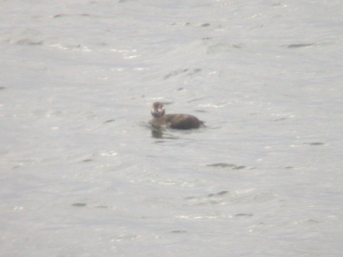 Long-tailed Duck