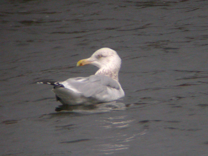 Herring Gull