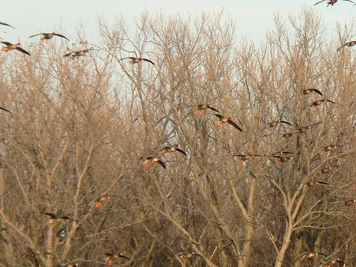 Cackling Goose & Greater White-fronted Geese