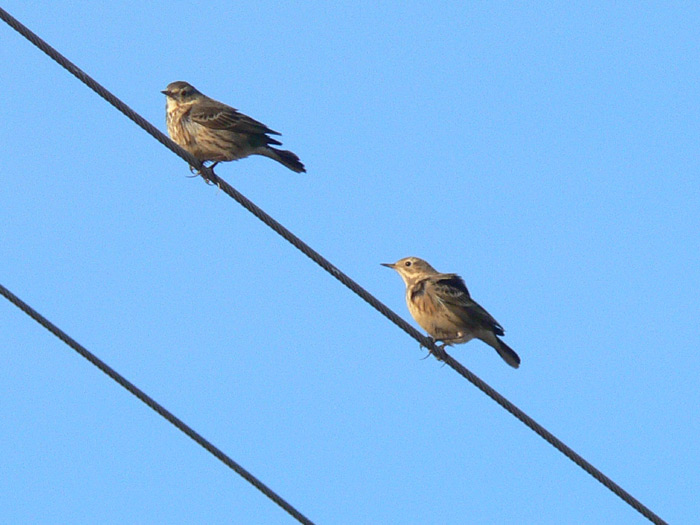 American Pipits