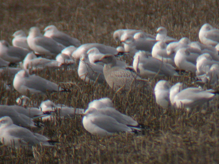 Thayers Gull