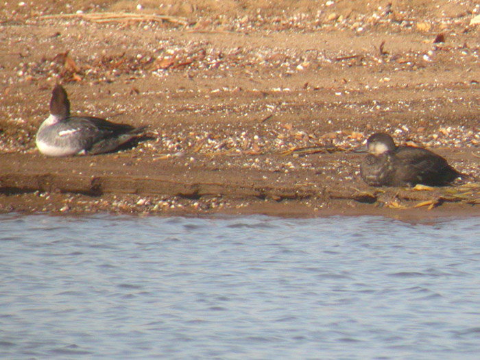 Black Scoter