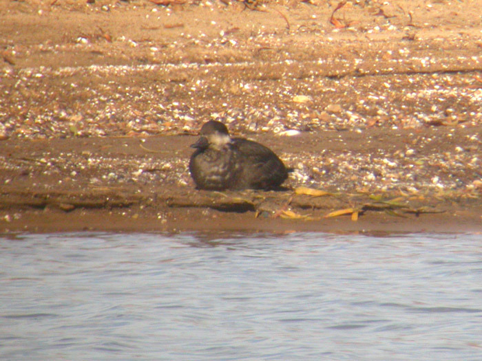 Black Scoter
