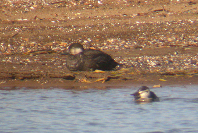 Black Scoter