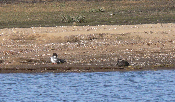 Black Scoter