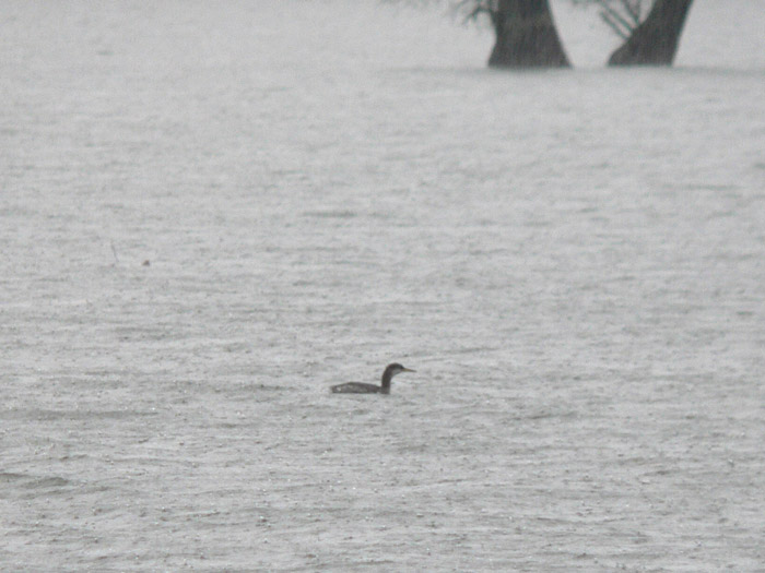 Red-necked Grebe