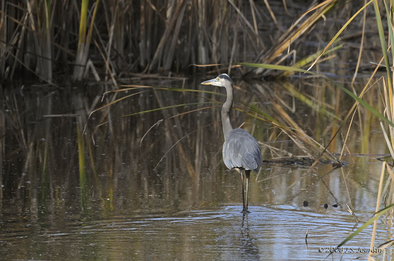 GBHeron8557b.jpg